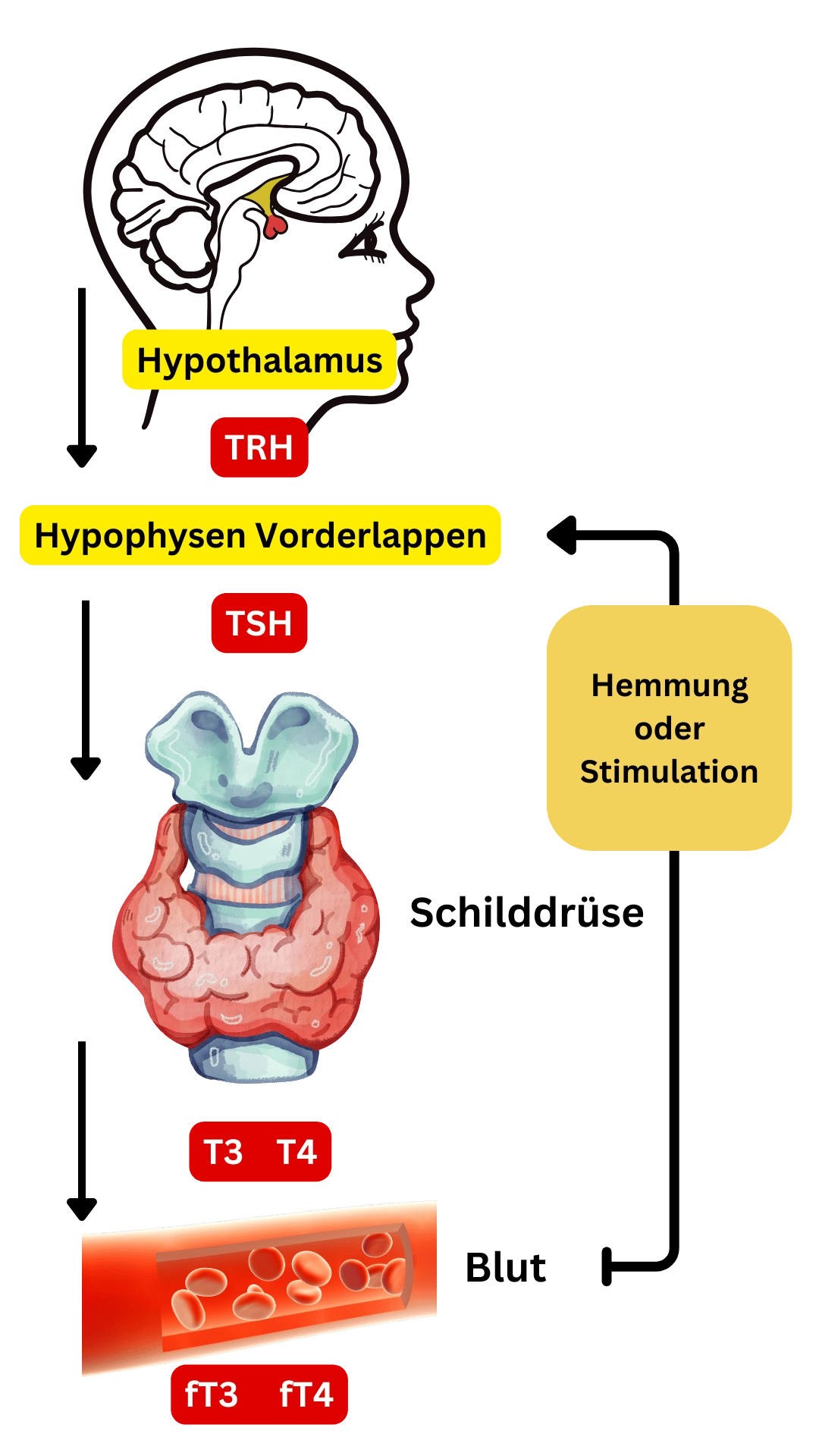 Schilddr&uuml;se Regelkreis